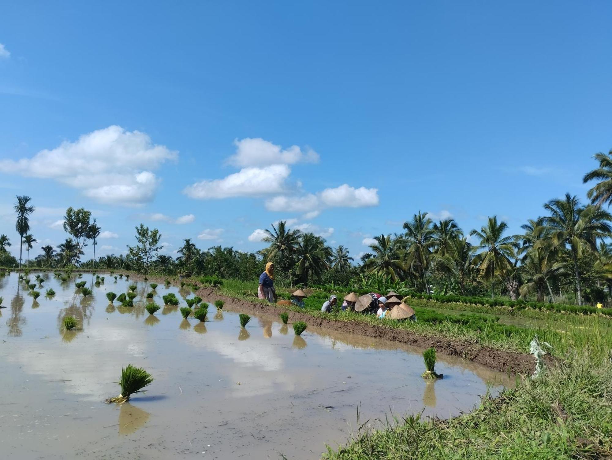 Rice Field Inn - Lombok Tetebatu Zewnętrze zdjęcie