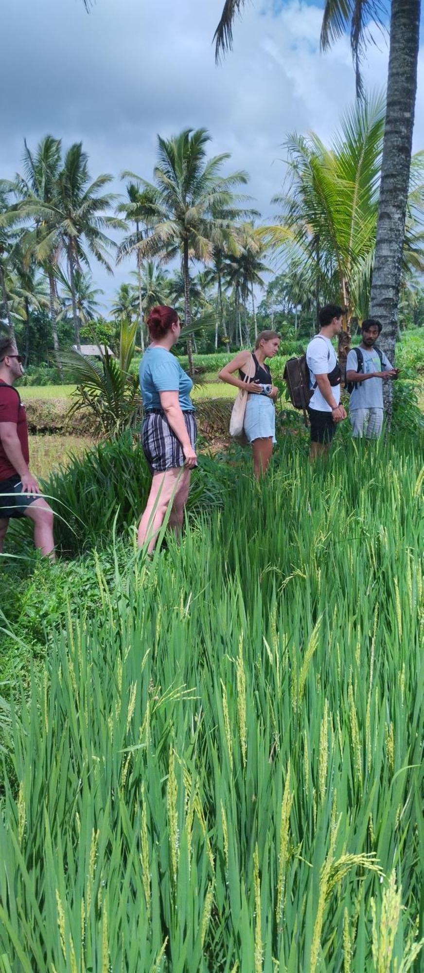 Rice Field Inn - Lombok Tetebatu Zewnętrze zdjęcie