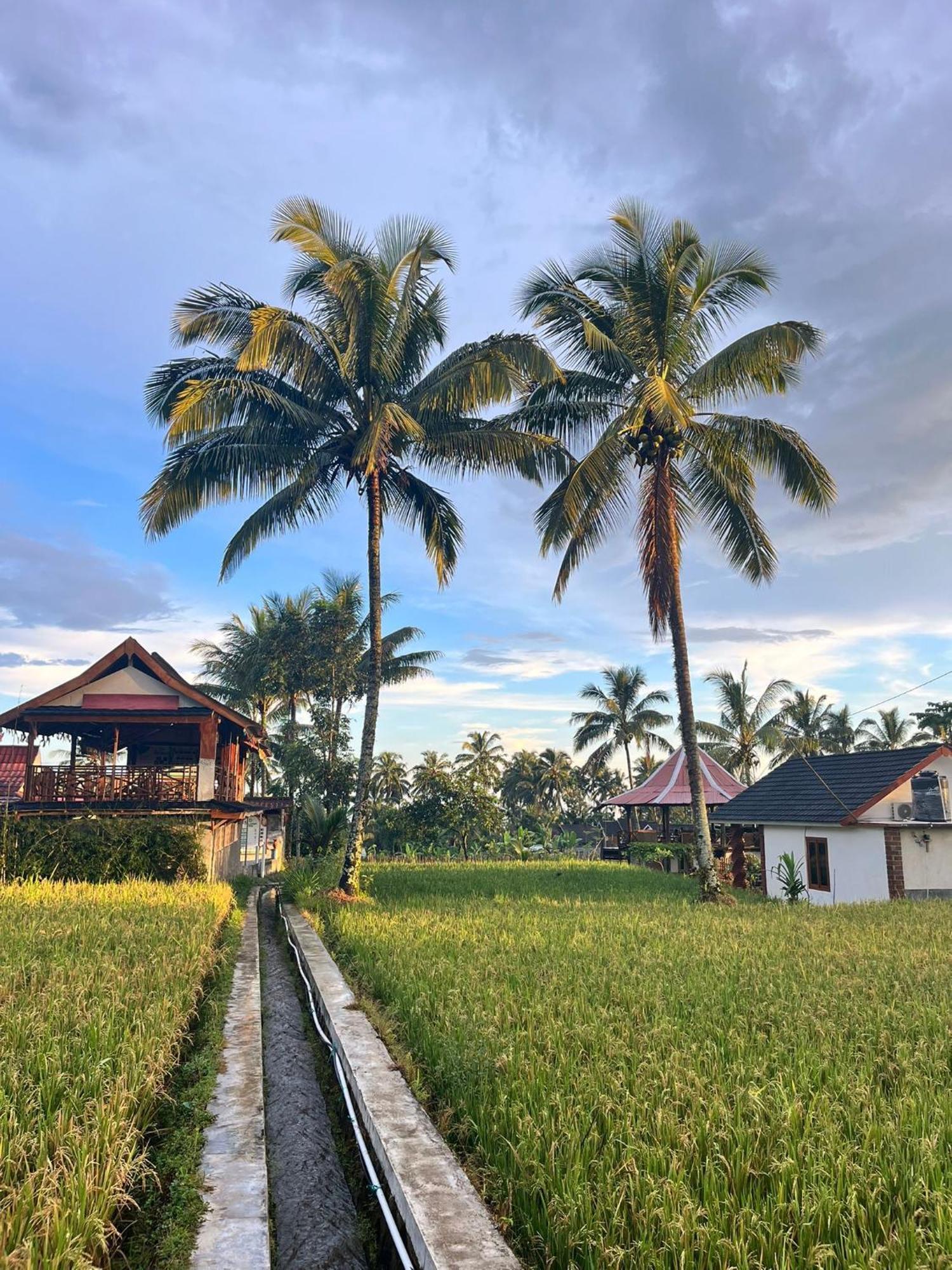 Rice Field Inn - Lombok Tetebatu Zewnętrze zdjęcie