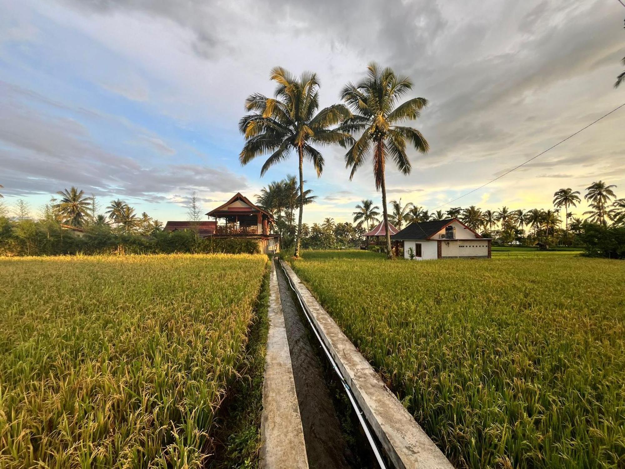 Rice Field Inn - Lombok Tetebatu Zewnętrze zdjęcie